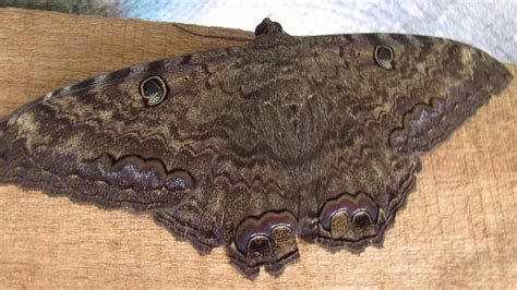significado de mariposa marrom no quarto  É comum a crença de que ver uma borboleta preta é um mau presságio